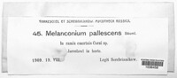 Melanconium pallescens image